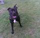 Amerikansk staffordshire terrier Briian =o)
