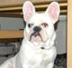 Fransk bulldog Holger