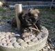 Lhasa apso Ditmond