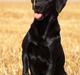 Labrador retriever Keis Zip "Zip" R.I.P.