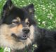 Finsk lapphund  Finda Windy