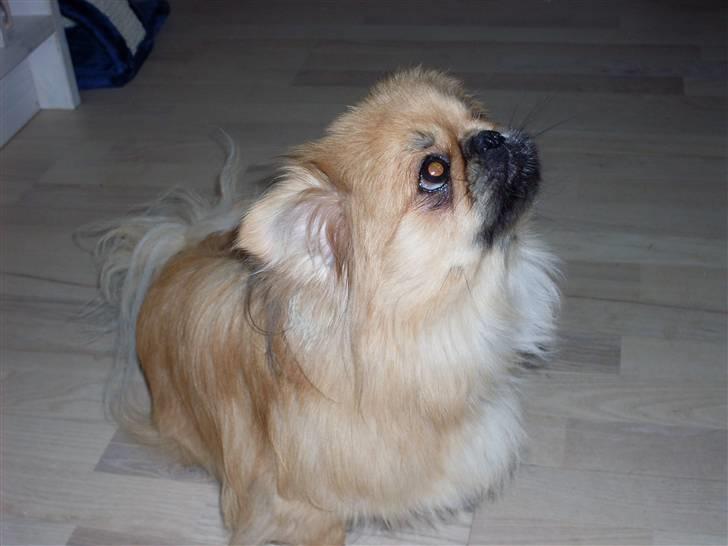 Pekingeser Twister billede 3