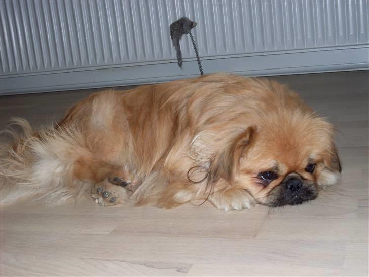 Pekingeser Twister billede 5