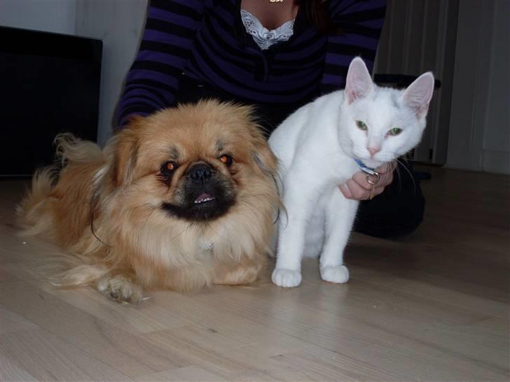 Pekingeser Twister billede 6