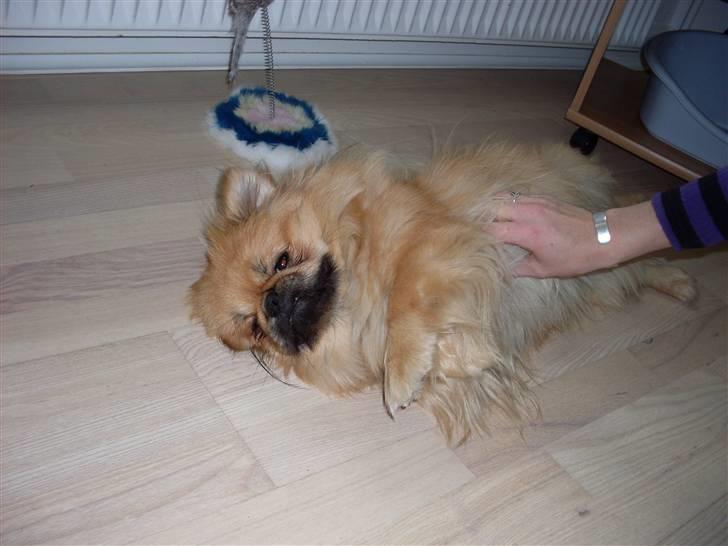 Pekingeser Twister billede 7