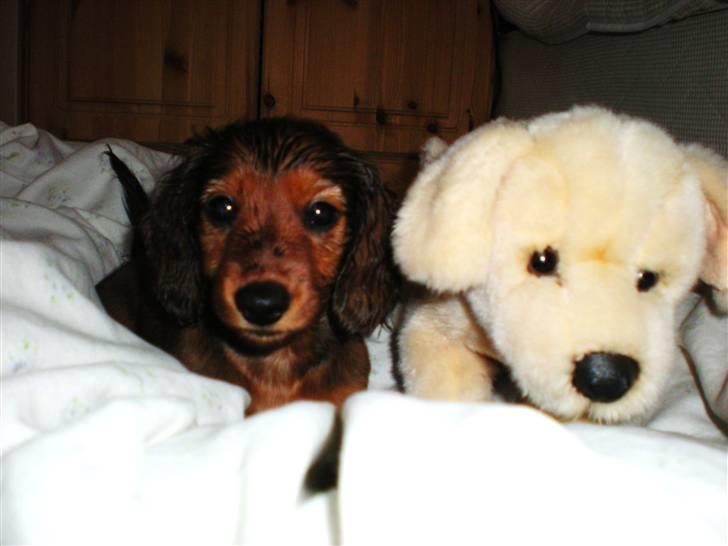 Dværggravhund Lille Struer's Frida - Efter en tur udenfor i regnvejr, er det dejligt at komme ind og putte med din bedste ven (: billede 4