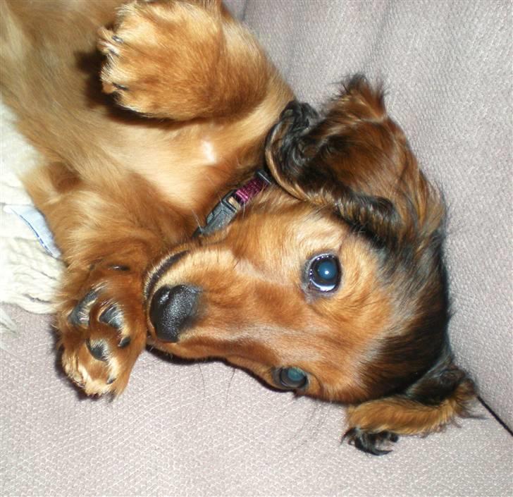 Dværggravhund Lille Struer's Frida billede 5