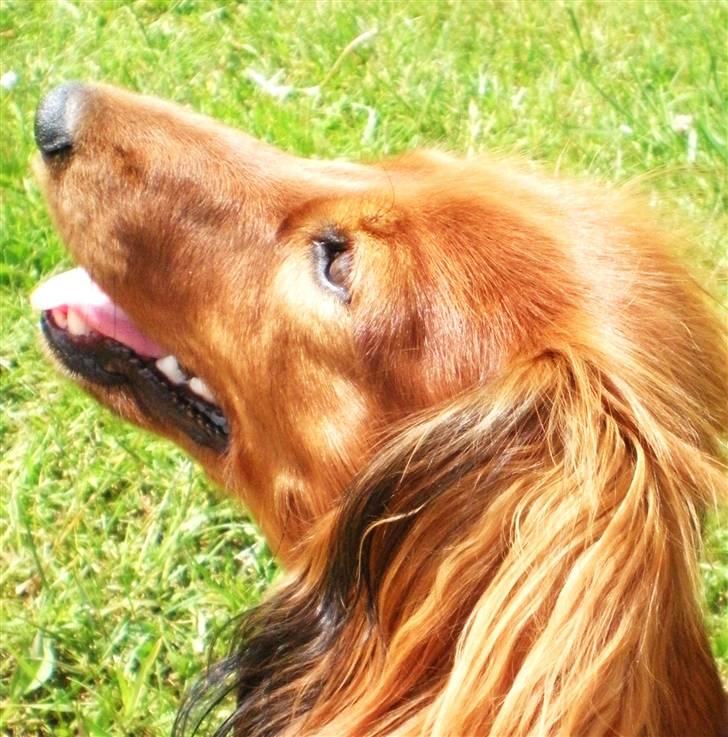 Dværggravhund Lille Struer's Frida - *NYT billede 6