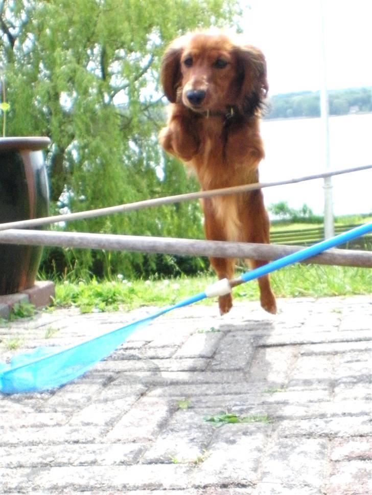 Dværggravhund Lille Struer's Frida - hoppe kan hun også :D juni 09     *NYT billede 7