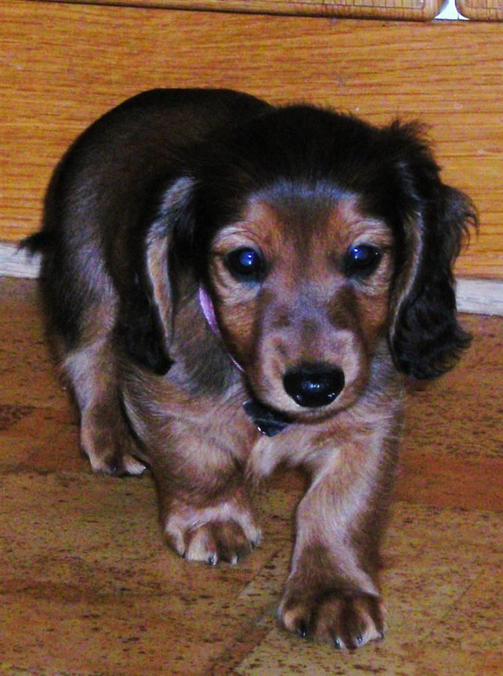 Dværggravhund Lille Struer's Frida billede 8