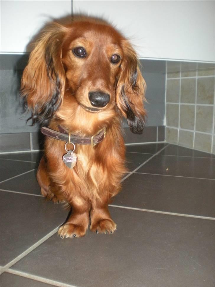 Dværggravhund Lille Struer's Frida - Jaah, lidt model er man vel?     *NYT billede 9