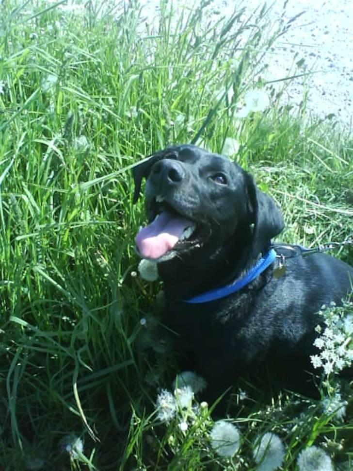 Labrador retriever Chili billede 19