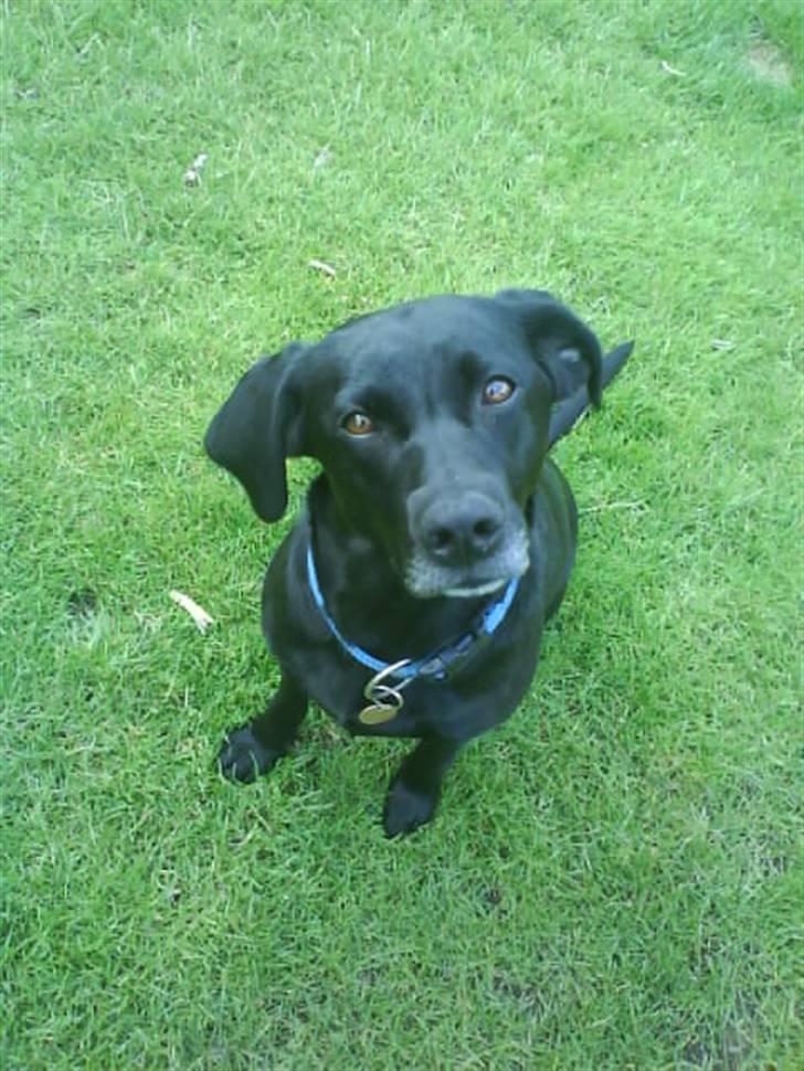 Labrador retriever Chili billede 20