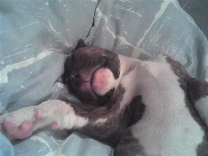 Amerikansk bulldog Alicia (Keys) billede 3