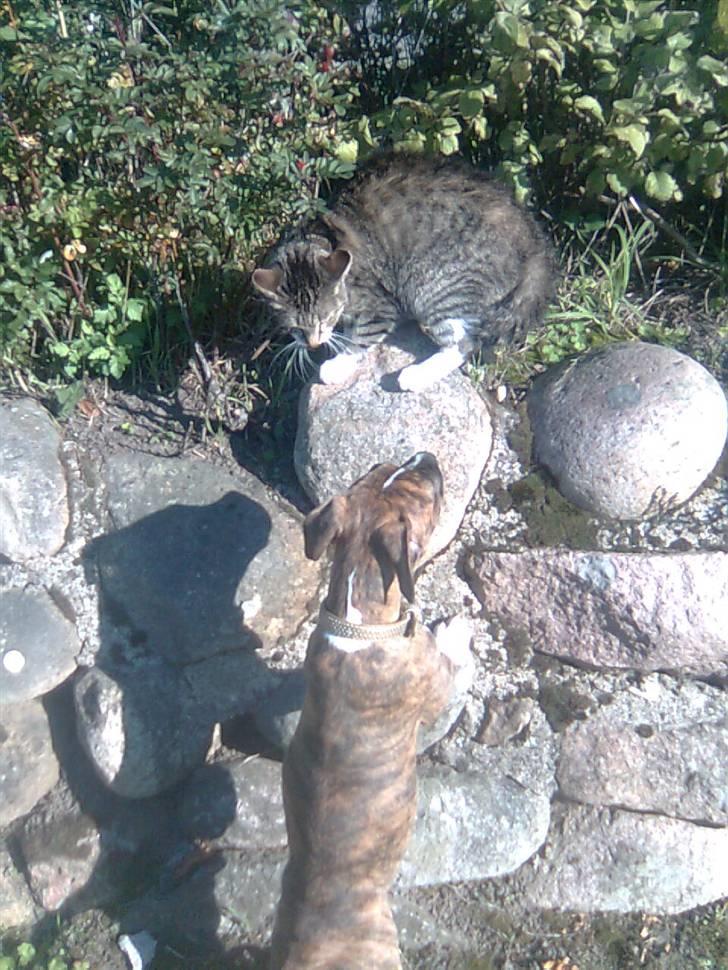 Amerikansk bulldog Alicia (Keys) billede 4