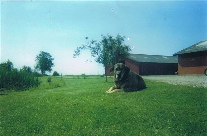 Broholmer Alfredeo (død) - Han er var da bare verdens smukkeste hund savner ham ... :( billede 3