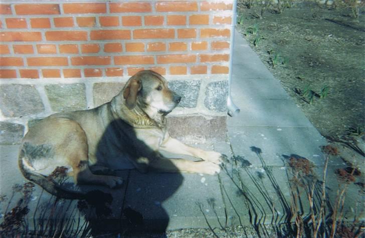 Broholmer Alfredeo (død) - er han ikke skøn.. beklager at min skygge er i billedet billede 4