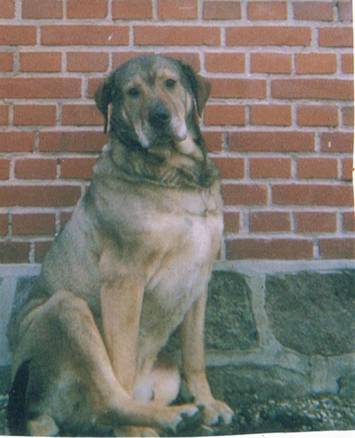 Broholmer Alfredeo (død) - Han er squ smuk billede 5