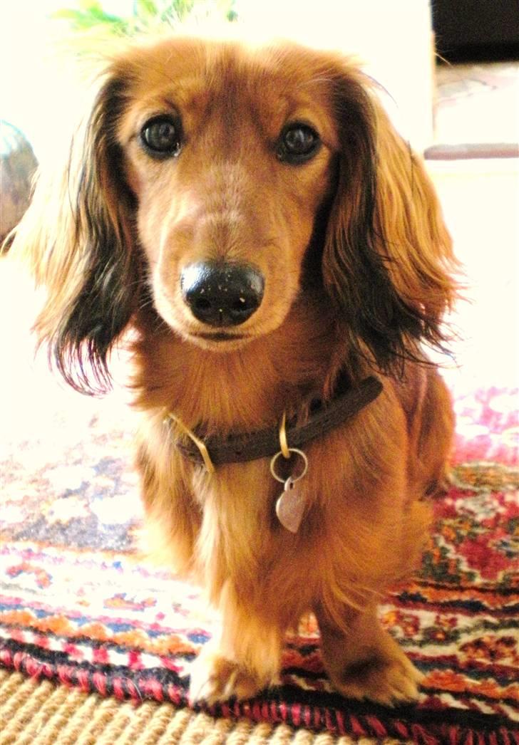 Dværggravhund Lille Struer's Frida - *NYT billede 10