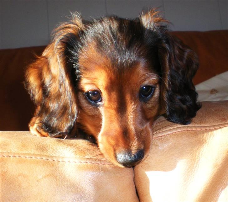 Dværggravhund Lille Struer's Frida - "Denne sofa smager goodt" (; billede 11