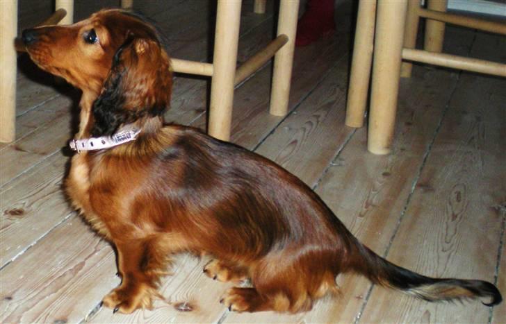 Dværggravhund Lille Struer's Frida billede 12