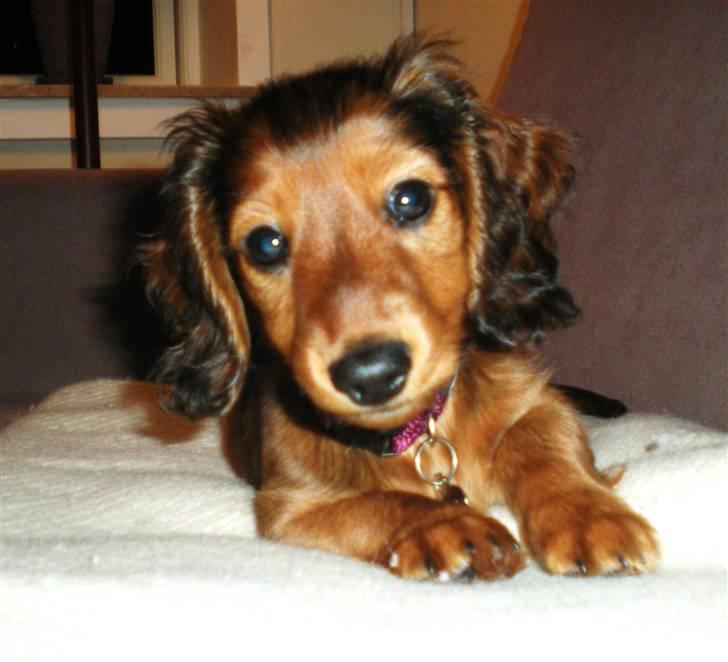 Dværggravhund Lille Struer's Frida - Nuurh :P billede 13