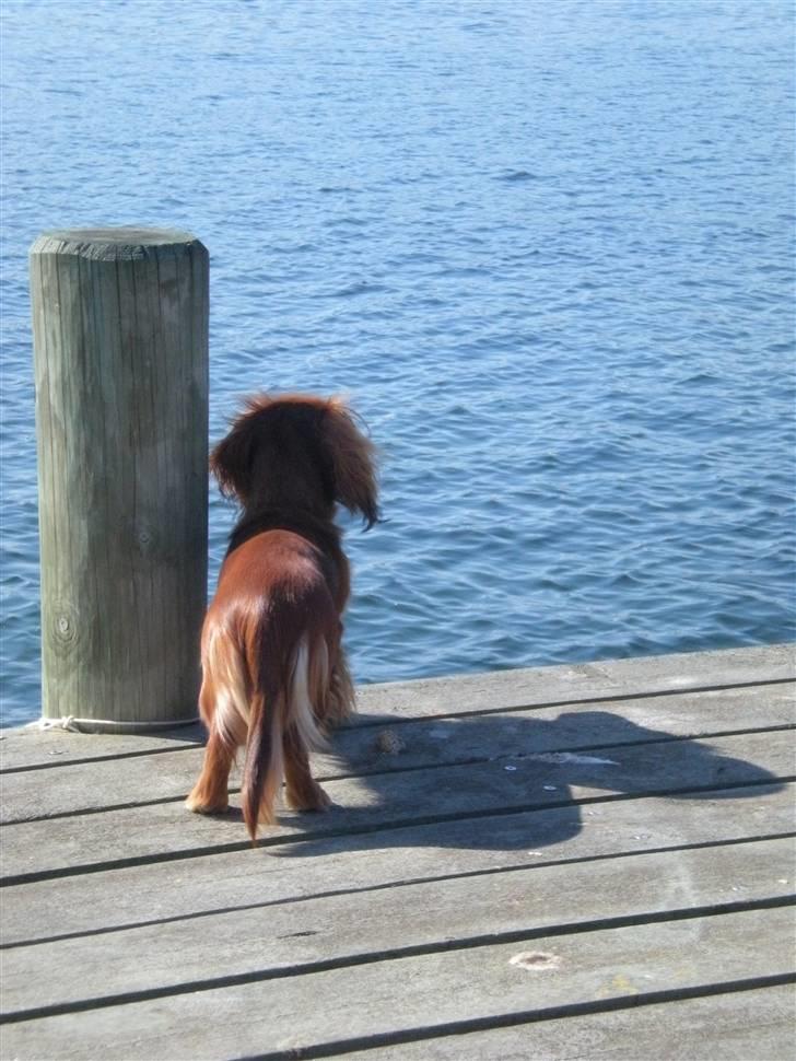 Dværggravhund Lille Struer's Frida - Frida der venter på resten af sin familien kommer hjem, og glæder sig til at hun en dag skal med ud og sejle :D      *NYT billede 14