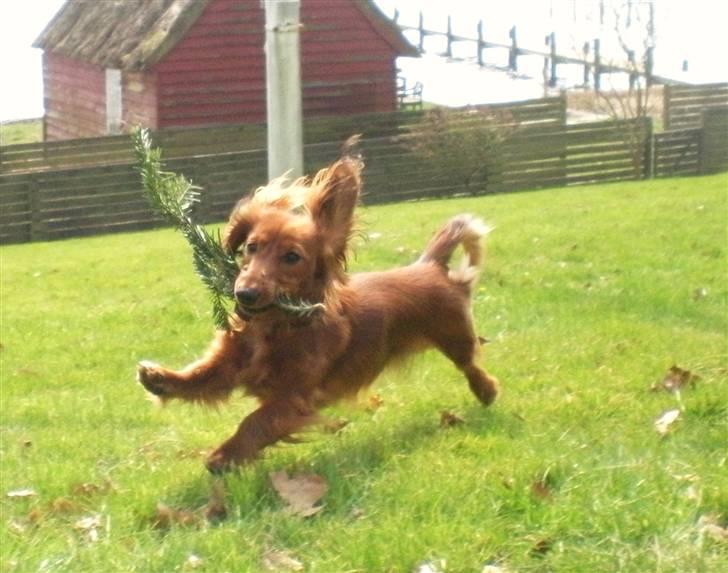 Dværggravhund Lille Struer's Frida billede 15