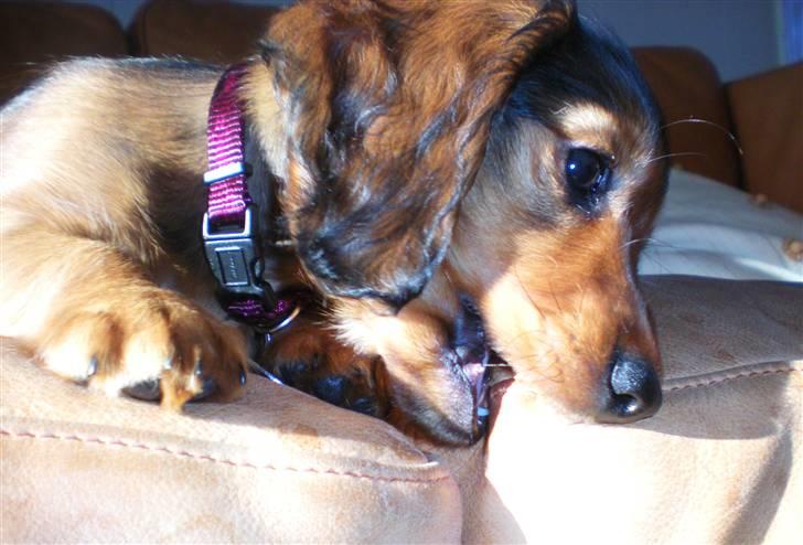 Dværggravhund Lille Struer's Frida - Grrrrrr! billede 16