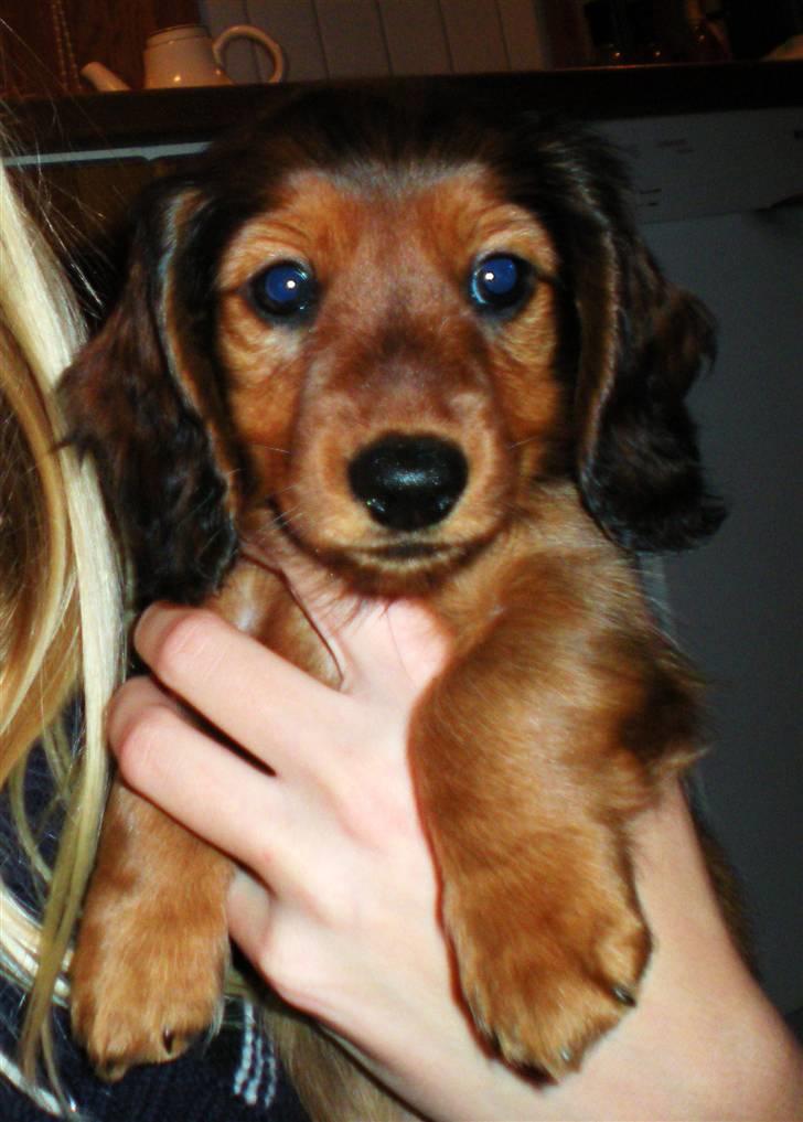 Dværggravhund Lille Struer's Frida - Flæske-måsen ;D billede 17