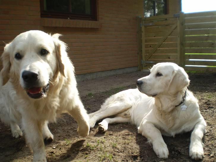Golden retriever Marco - Louis og Marco hygger sig i haven billede 7