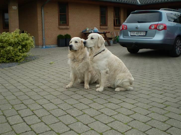 Golden retriever Louis - Louis og Marco holder vagt  billede 16
