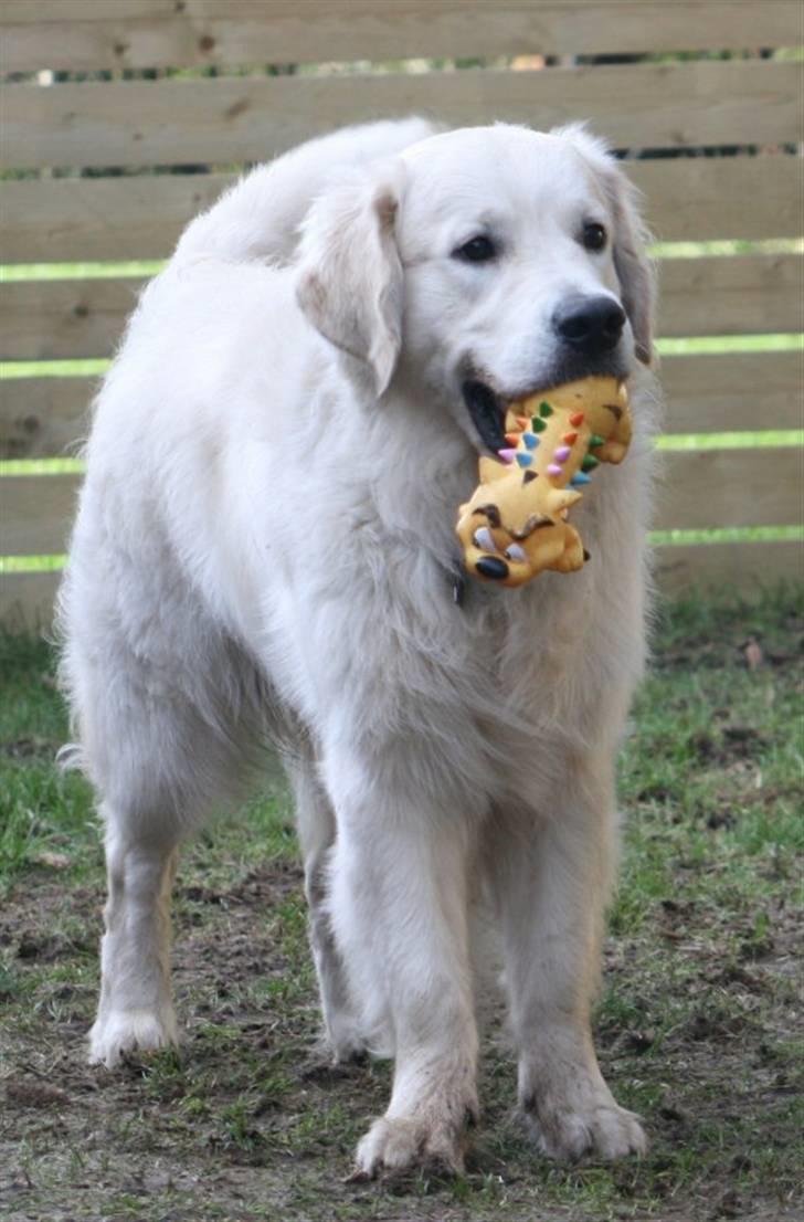 Golden retriever Louis billede 17