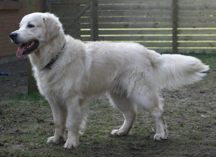 Golden retriever Louis billede 18