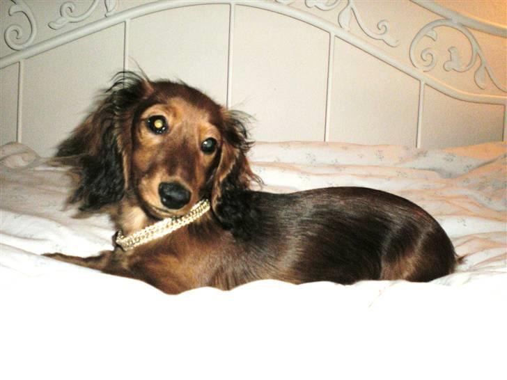 Dværggravhund Lille Struer's Frida billede 18