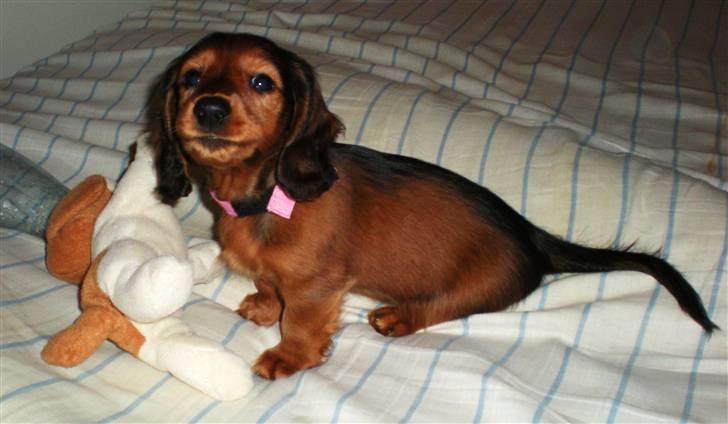 Dværggravhund Lille Struer's Frida billede 19