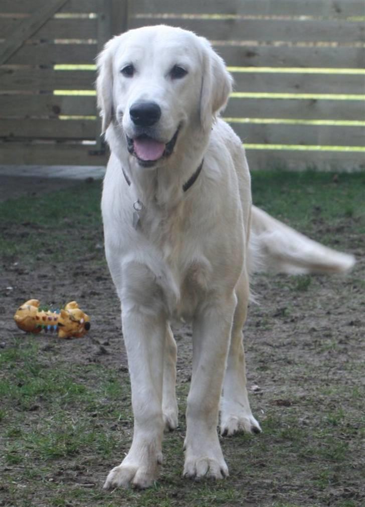 Golden retriever Marco billede 8