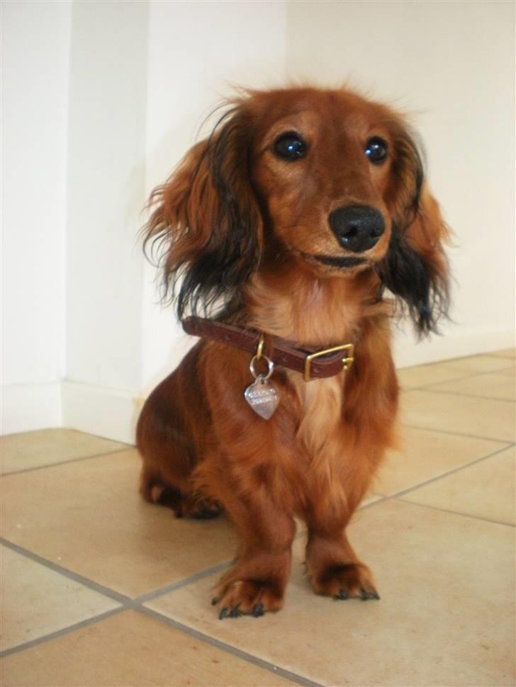 Dværggravhund Lille Struer's Frida - *NYT billede 20