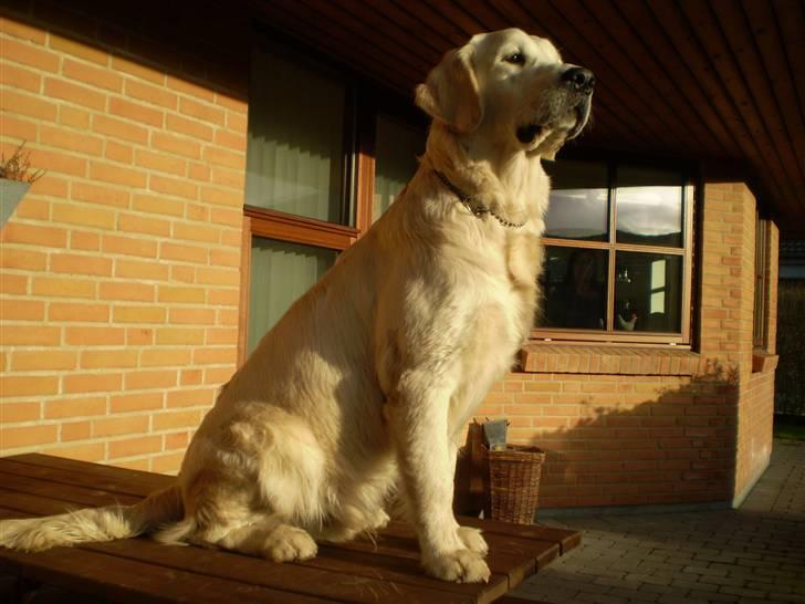 Golden retriever Marco billede 9