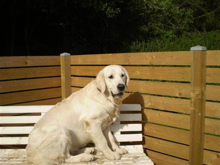 Golden retriever Marco billede 10