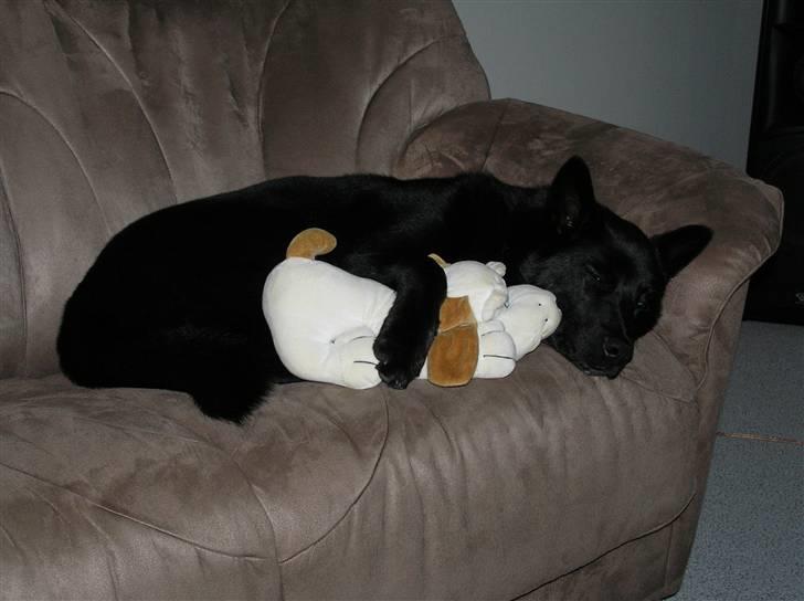 Sort spids Odie - Han er sq da nuttet billede 10