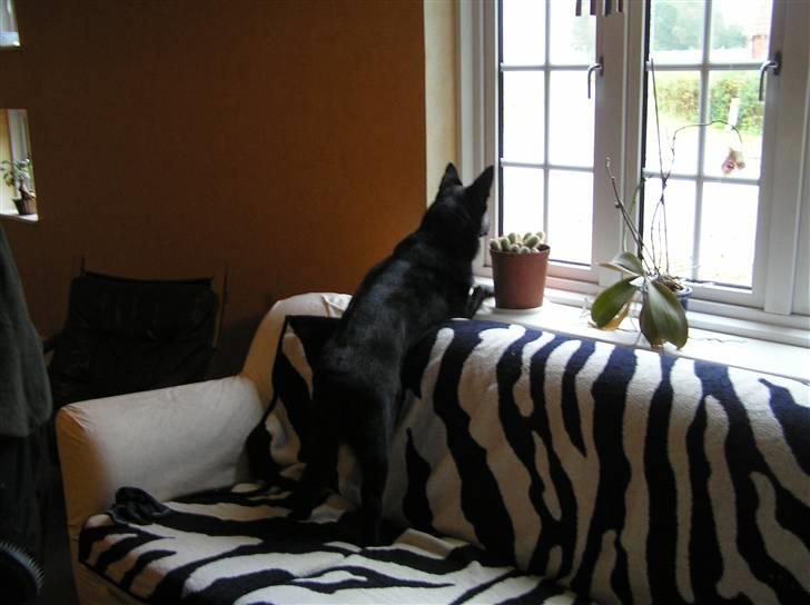 Sort spids Odie - Vagthunden holder øje billede 11