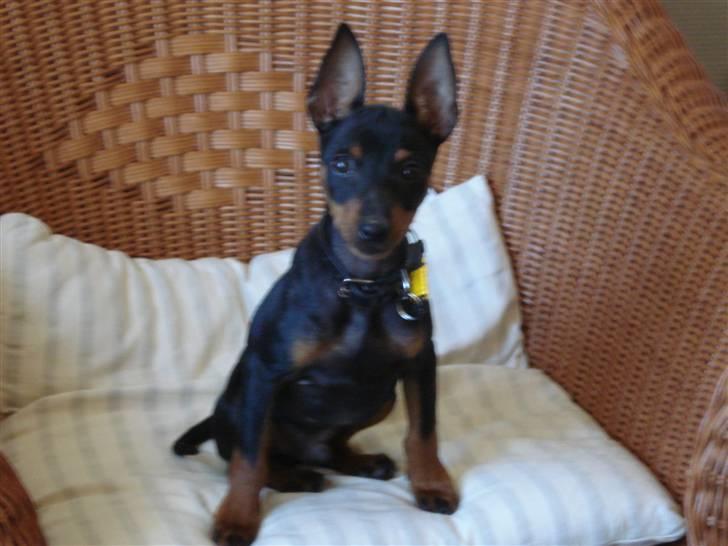 Dvaergpinscher Rødkildes Nato - MUhaha jeg er fræk billede 9