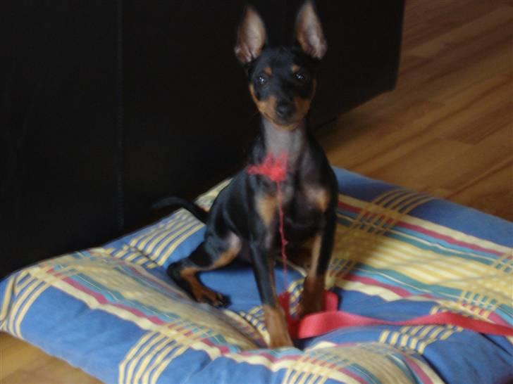 Dvaergpinscher Rødkildes Nato - det er bare godt med sådan noget snor ??? billede 10