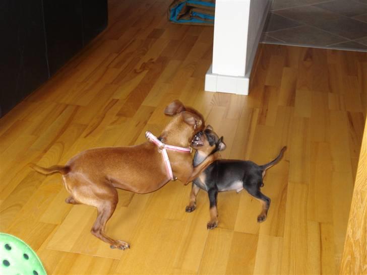 Dvaergpinscher Rødkildes Nato - Emma du kan bare vente diig billede 11