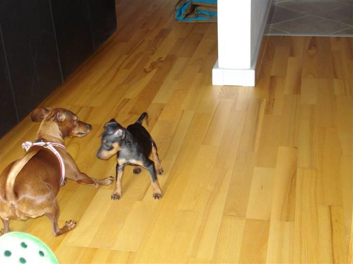 Dvaergpinscher Rødkildes Nato - jeg er såååh stærk / eller ikk  billede 12