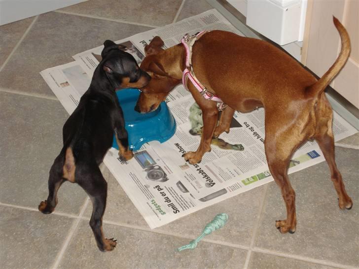 Dvaergpinscher Rødkildes Nato - vand har man altid brug for :D billede 13