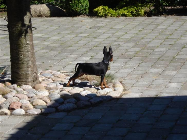 Dvaergpinscher Rødkildes Nato - de fugle skal ikk komme og tage mit træ !! ;D billede 14