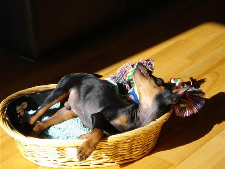 Dvaergpinscher Rødkildes Nato - jeg er bare så go!!  billede 15