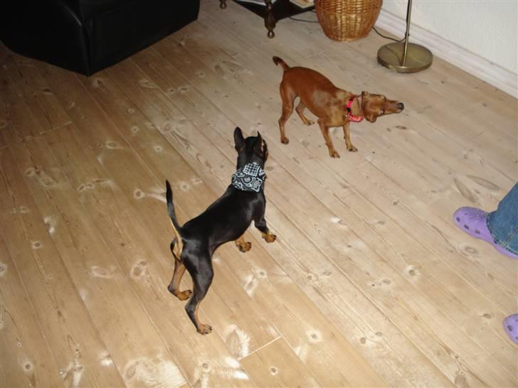 Dvaergpinscher Rødkildes Nato - see mig og Emma har charme klud på ;P billede 16